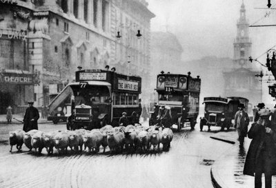 En flokk sauer på Strand, London, 1926-1927 av Unbekannt