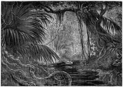 En skogscene i Peru, 1877 av Unbekannt