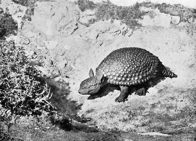En glyptodon, 1900-tallet av Unbekannt