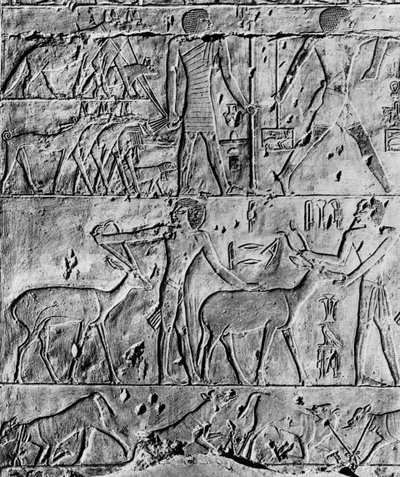 En jaktscene fra graven til Ptahhotep, nær Saqqara, Egypt, c2650 f.Kr. 1936 av Unbekannt