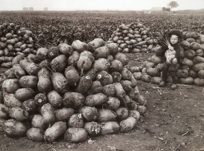 En liten jente med hauger av høstede neper, nær Landskrona, Sverige, 1910 av Unbekannt