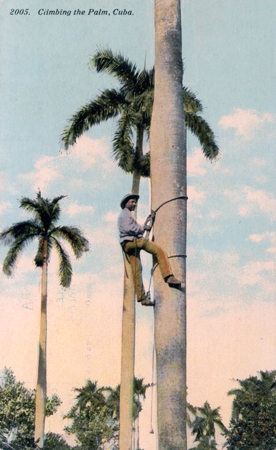 En mann som klatrer i et palmetre, Cuba, 1911 av Unbekannt