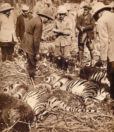 En kongelig pose med tigre, 1911 1935. av Unbekannt