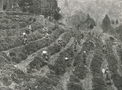 En teplantasje utenfor byen, Kobe, Japan, 1895. av Unbekannt