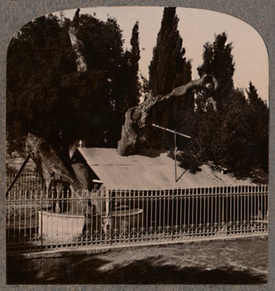 Abrahams Oak nær Hebron, ca 1900 av Unbekannt