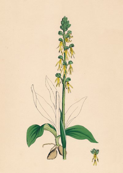 Aceras anthropophora. Man Orchis, 1800-tallet av Unbekannt