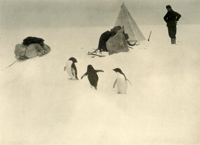 Adelie Penguins besøk en leir c1908, 1909. av Unbekannt