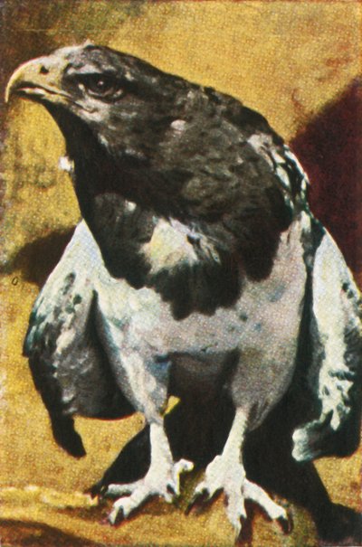 Voksennål, c1928. av Unbekannt