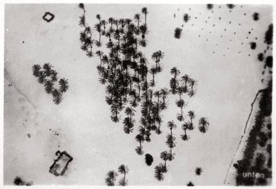 Luftfoto av palmeskygger i den arabiske ørkenen, fra en Zeppelin, 1931 1933 av Unbekannt
