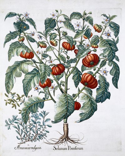 Afrikanske tomat- og merianplanter, 1613 av Unbekannt