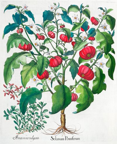Afrikanske tomat- og merianplanter, 1613 av Unbekannt