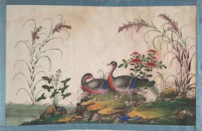 Album som inneholder tolv malerier av fugler, 1800-tallet. av Unbekannt