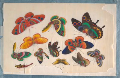 Album som inneholder tolv malerier av insekter, 1800-tallet. av Unbekannt