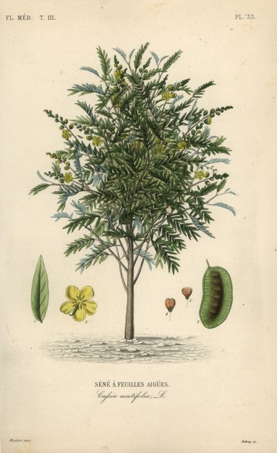Alexandrian senna, Senna alexandrina, Cassia acutifolia, Senna a feuilles agues av Unbekannt