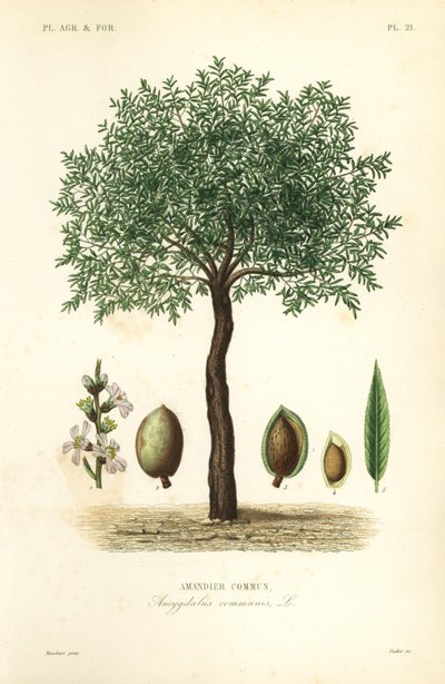Mandeltre, Prunus dulcis, Vanlig mandeltre av Unbekannt