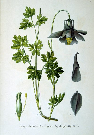 Alpine akeie, 1893 av Unbekannt