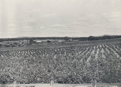 En australsk vingård, 1923. av Unbekannt