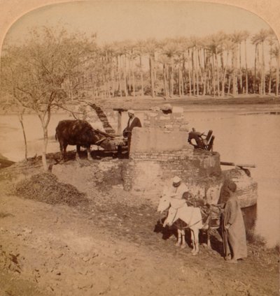 An Egyptian Sakiyeh, Drawing Nile Water for Irrigation, Egypt, 1896 av Unbekannt