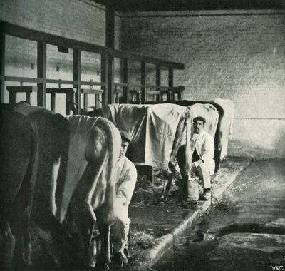 Et oppdatert melkeskur på Walker-Gordon Farm, 1902. av Unbekannt