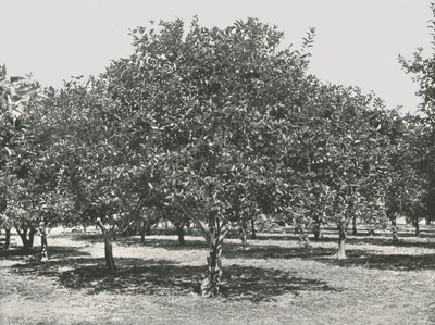 En appelsinlund nær byen, St Augustine, USA, 1895. av Unbekannt