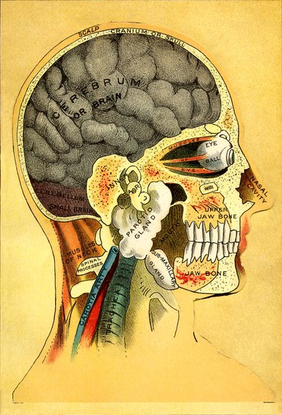Anatomisk diagram, hodet 1905 av Unbekannt