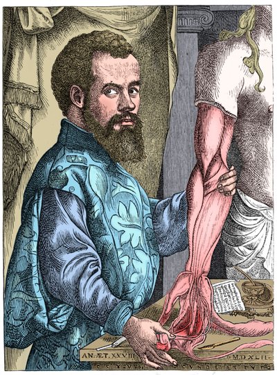 Andreas Vesalius, flamsk anatom fra 1500-tallet av Unbekannt
