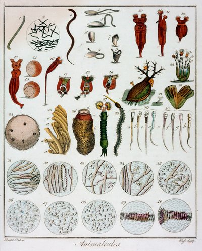 'Animalcules' observert av Anton van Leeuwenhoek, c1795 av Unbekannt
