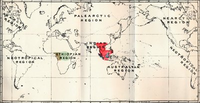 Anthropoidea - Hylobates Red, Simia Blue, Gorilla Brown, Anthropopithecus Green, 1897 av Unbekannt