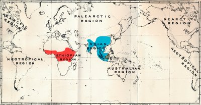 Anthropoidea - Kartdistribusjon Genera Semnopithecus Blue, Nasalis Brown, Colobus Red, 1897 av Unbekannt