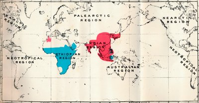Anthropoidea - VI. Kartdistribusjon av forskjellige arter Blå og Makakusrød, 1897 av Unbekannt