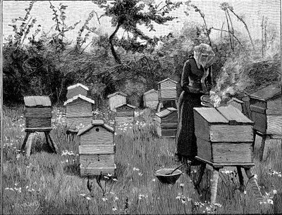Bigården med trekuber, Lismore, Irland, 1890 av Unbekannt