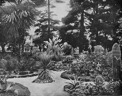 Arizona hage. Monterey, Cal., c1897. av Unbekannt