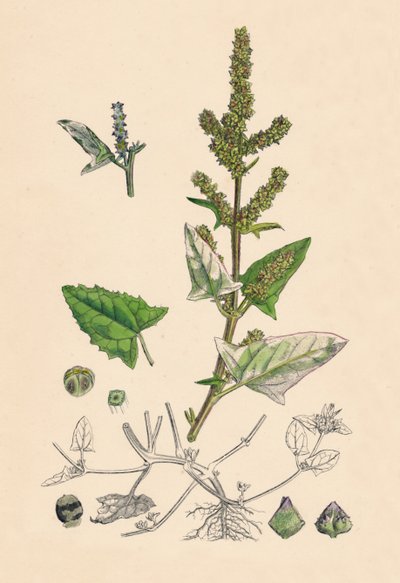 Atriplex deltoidea. Trekantet-bladet Orache, 1800-tallet av Unbekannt