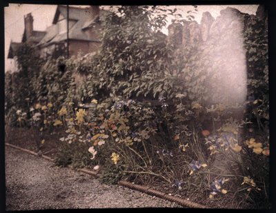 Autokrom av blomster, c 1908 av Unbekannt