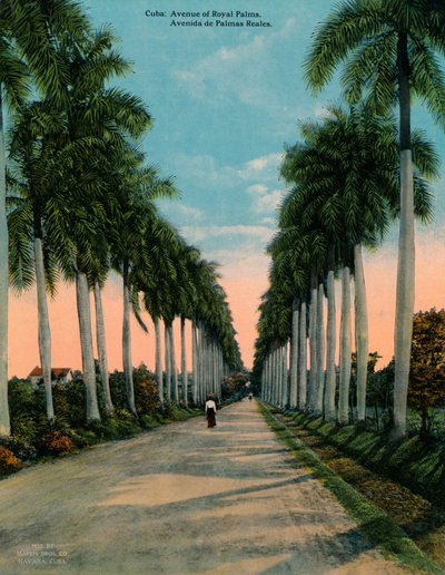 Avenue of Royal Palms, Cuba, c1920 av Unbekannt