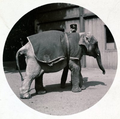 "Elefantbaby i dyrehagen", vers 1890 av Unbekannt