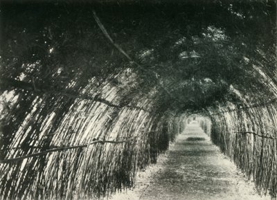 Bamboo Avenue ved Barrackpore, 1904, 1925. av Unbekannt