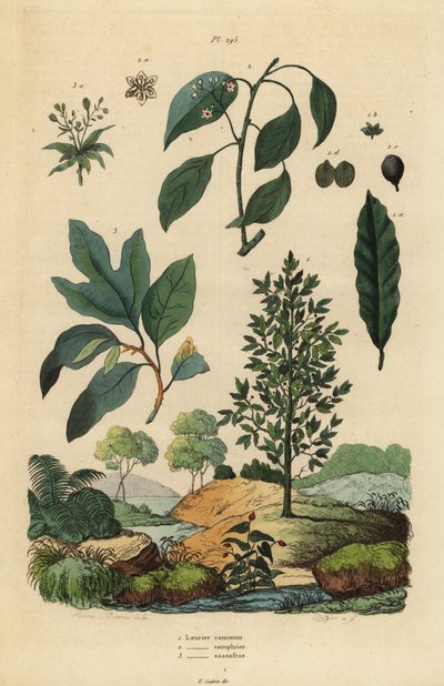 Laurbær, Laurus nobilis 1, kamfertre, Cinnamomum camphora 2 og sassafras, Sassafras albidum 3 av Unbekannt