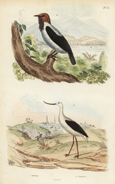 Skjeggklokke, Procnias averano og amerikansk avocet, Recurvirostra americana av Unbekannt