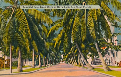Vakker Palm-lined Drive i Navy Yard, Key West, Florida, c1940-tallet av Unbekannt