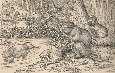 Bever, 1916 av Unbekannt