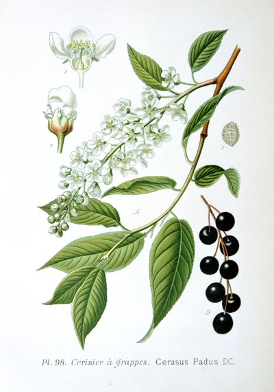 Fuglekirsebær, 1893 av Unbekannt