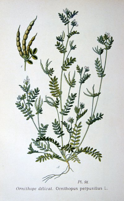 Fuglefot, 1893 av Unbekannt
