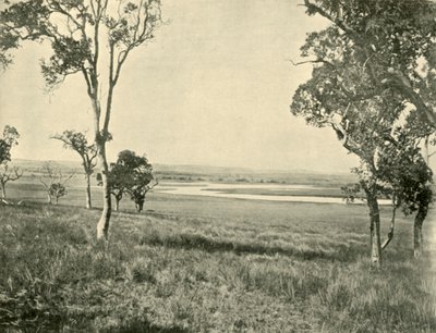 Black Swan Lagoon, nær Warwick, Queensland, 1901. av Unbekannt