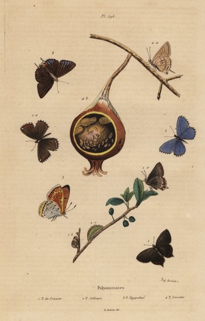 Sort hårstrikk sommerfugl, Satyrium pruni 1, vanlig blå sommerfugl, Polyommatus icarus 2, lillakantet kobber, Lycaena hippothoe 3 og vanlig guava blå, Virachola isocrates 4. Polyommates du prunier, calliopsis, hyppothee, isocrate av Unbekannt