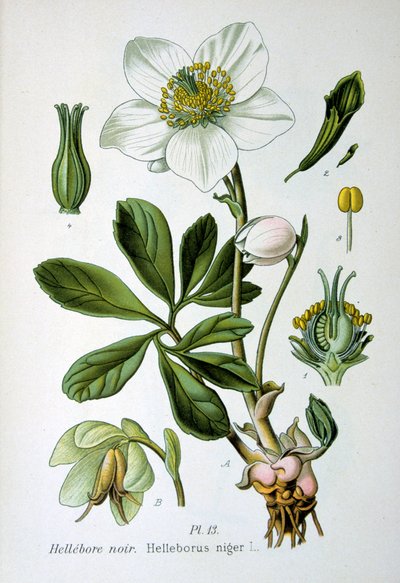 Svart hellebore, 1893 av Unbekannt