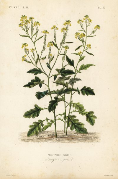 Svart sennep, Brassica nigra, Sinapis nigra, svart sennep av Unbekannt