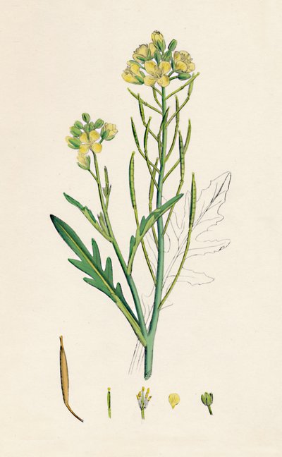 Brassica tenuifolia. Veggerakett, 1800-tallet av Unbekannt