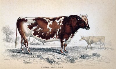 Britisk kort horn, 1839 av Unbekannt