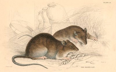 Brunrotte Rattus rattus, 1828 av Unbekannt